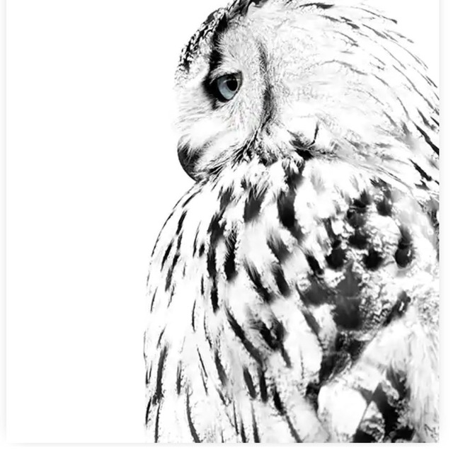 White Owl Group